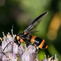 Pterygophorus cinctus (Bottlebrush sawfly) at Macgregor, ACT - 31 Dec 2022 by Roger