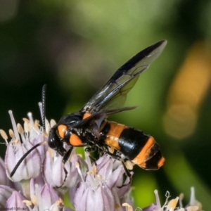 Pterygophorus cinctus at Macgregor, ACT - 31 Dec 2022