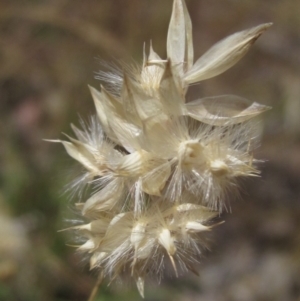 Rytidosperma carphoides at Weetangera, ACT - 20 Dec 2022 10:53 AM