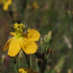 Hypericum gramineum (Small St Johns Wort) at Hawker, ACT - 19 Dec 2022 by pinnaCLE