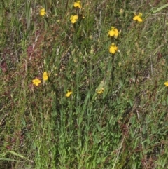 Hypericum gramineum at Hawker, ACT - 20 Dec 2022