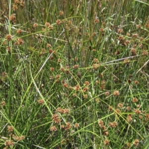 Cyperus lhotskyanus at Hawker, ACT - 9 Dec 2022