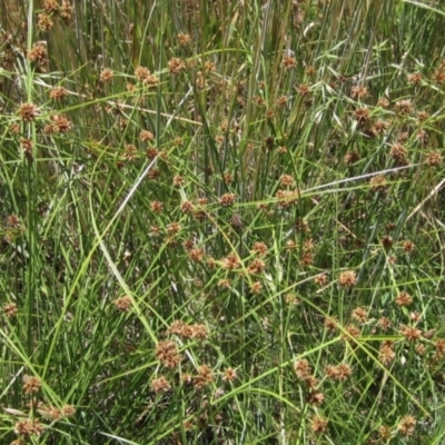 Cyperus lhotskyanus (A Sedge) at The Pinnacle - 9 Dec 2022 by pinnaCLE