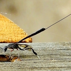 Gasteruption sp. (genus) at Crooked Corner, NSW - 1 Jan 2023 09:46 AM