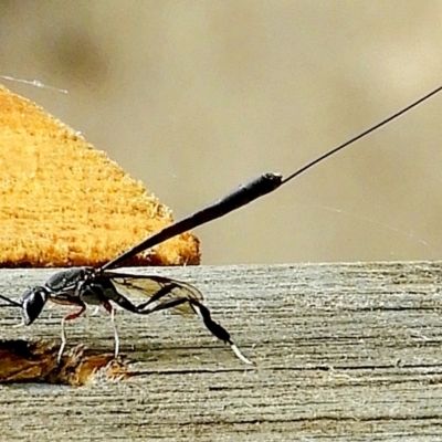 Gasteruption sp. (genus) (Gasteruptiid wasp) at Crooked Corner, NSW - 31 Dec 2022 by Milly