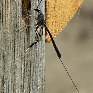 Gasteruption sp. (genus) at Crooked Corner, NSW - 1 Jan 2023