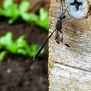 Gasteruption sp. (genus) at Crooked Corner, NSW - 1 Jan 2023