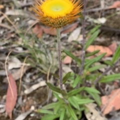 Coronidium oxylepis subsp. lanatum (Woolly Pointed Everlasting) at Nanima, NSW - 1 Jan 2023 by 81mv