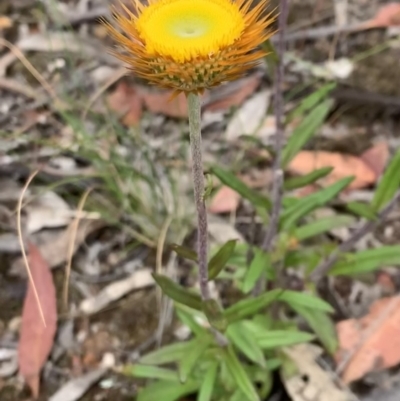 Coronidium oxylepis subsp. lanatum (Woolly Pointed Everlasting) at Nanima, NSW - 1 Jan 2023 by 81mv