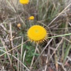 Coronidium oxylepis subsp. lanatum at Nanima, NSW - 1 Jan 2023