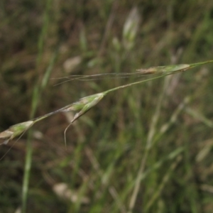 Amphibromus nervosus at Hawker, ACT - 9 Dec 2022