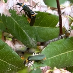 Chauliognathus lugubris (Plague Soldier Beetle) at Chapman, ACT - 1 Jan 2023 by bawright