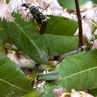 Chauliognathus lugubris (Plague Soldier Beetle) at Chapman, ACT - 1 Jan 2023 by bawright