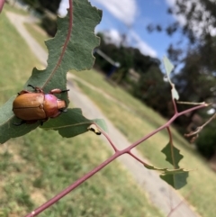 Anoplognathus montanus (Montane Christmas beetle) at Emu Creek - 1 Jan 2023 by Dora