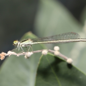Ischnura aurora at Wellington Point, QLD - suppressed