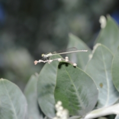 Ischnura aurora at Wellington Point, QLD - suppressed