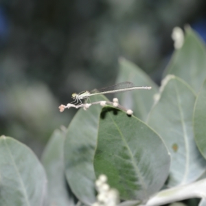 Ischnura aurora at Wellington Point, QLD - suppressed