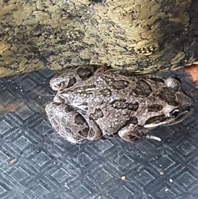 Limnodynastes tasmaniensis (Spotted Grass Frog) at Albury - 31 Dec 2022 by brales73au