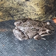 Limnodynastes tasmaniensis (Spotted Grass Frog) at Albury - 31 Dec 2022 by brales73au