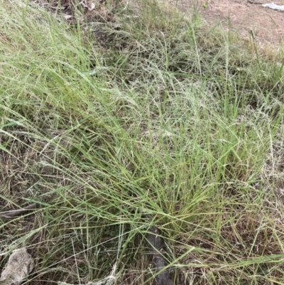 Lachnagrostis filiformis (Blown Grass) at Mount Ainslie - 1 Jan 2023 by SilkeSma