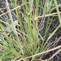 Lachnagrostis filiformis at Campbell, ACT - 1 Jan 2023 11:15 AM