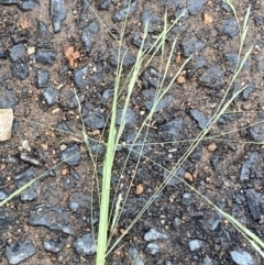 Lachnagrostis filiformis at Campbell, ACT - 1 Jan 2023