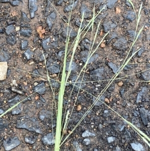 Lachnagrostis filiformis at Campbell, ACT - 1 Jan 2023 11:15 AM