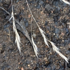 Lachnagrostis filiformis at Campbell, ACT - 1 Jan 2023