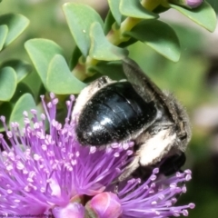 Leioproctus sp. (genus) at Macgregor, ACT - 1 Jan 2023 11:48 AM