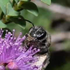 Leioproctus sp. (genus) at Macgregor, ACT - 1 Jan 2023 11:48 AM