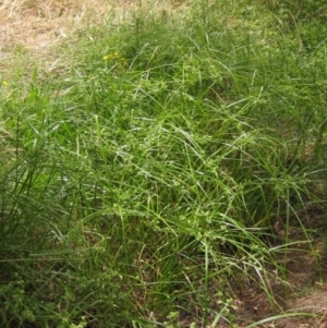 Cyperus eragrostis at Hawker, ACT - 31 Dec 2022