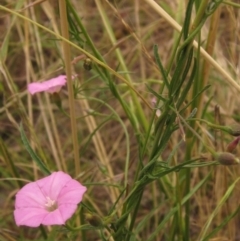 Convolvulus angustissimus subsp. angustissimus (Australian Bindweed) at The Pinnacle - 31 Dec 2022 by pinnaCLE