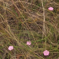 Convolvulus angustissimus subsp. angustissimus at Hawker, ACT - 31 Dec 2022 12:11 PM