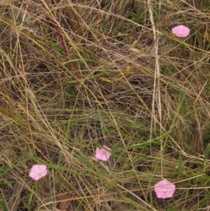 Convolvulus angustissimus subsp. angustissimus at Hawker, ACT - 31 Dec 2022