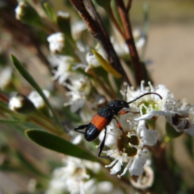 Obrida fascialis (One banded longicorn) at Block 402 - 31 Dec 2022 by Miranda