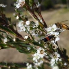 Obrida fascialis at Molonglo Valley, ACT - 31 Dec 2022