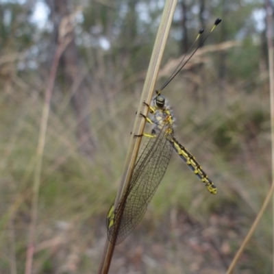 Suhpalacsa flavipes (Yellow Owlfly) at Denman Prospect 2 Estate Deferred Area (Block 12) - 31 Dec 2022 by Miranda