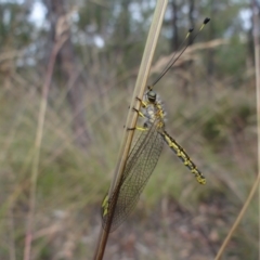 Suhpalacsa flavipes (Yellow Owlfly) at Molonglo Valley, ACT - 31 Dec 2022 by Miranda