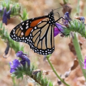 Danaus plexippus at Wyndham, NSW - 1 Jan 2023