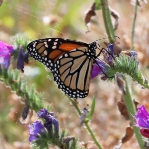 Danaus plexippus at Wyndham, NSW - 1 Jan 2023