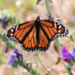 Danaus plexippus at Wyndham, NSW - 1 Jan 2023