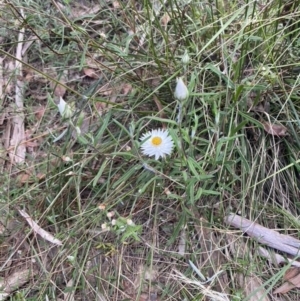 Helichrysum leucopsideum at Mittagong, NSW - suppressed