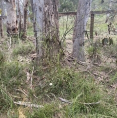 Helichrysum leucopsideum at Mittagong, NSW - suppressed