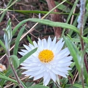 Helichrysum leucopsideum at Mittagong, NSW - suppressed