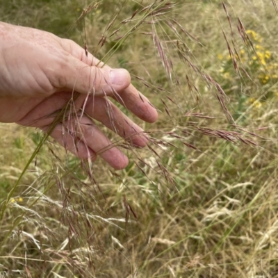 Austrostipa bigeniculata (Kneed Speargrass) at Hawker, ACT - 29 Dec 2022 by JohnBrannan