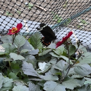 Papilio aegeus at Murrumbateman, NSW - 1 Jan 2023