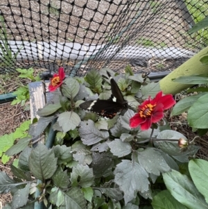 Papilio aegeus at Murrumbateman, NSW - 1 Jan 2023 01:35 PM