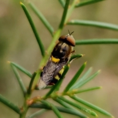 Odontomyia hunteri (Soldier fly) at Aranda, ACT - 1 Jan 2023 by NathanaelC