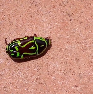 Eupoecila australasiae at Tinbeerwah, QLD - 13 Dec 2022 12:37 PM