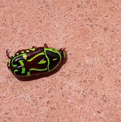 Eupoecila australasiae (Fiddler Beetle) at Tinbeerwah, QLD - 13 Dec 2022 by Liam.m